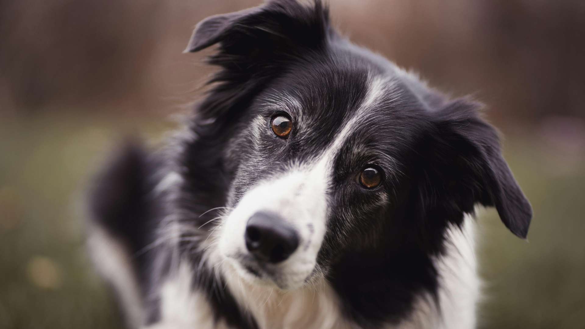 carita de border collie
